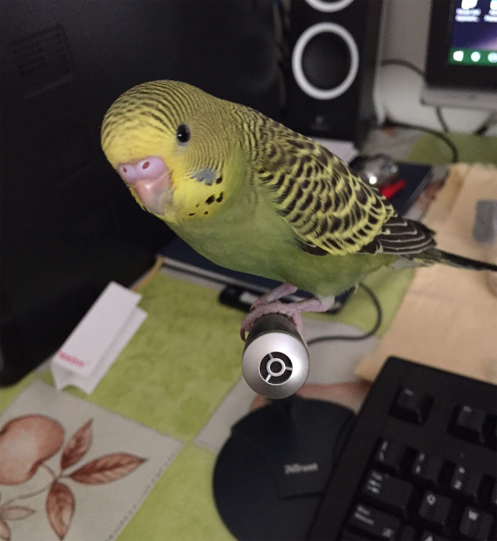 Vi presento Pollino...